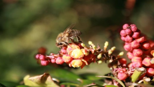 4_Mahonia_nitens_Cabaret_verkleinert