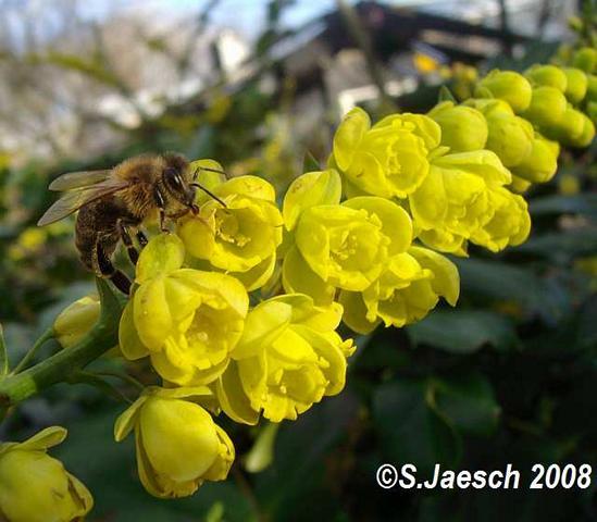 Biene_an_Mahonia_japonica