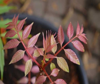 K640_2_Toona_sinensis_Flamingo__roetlicher_Austrieb_April_2021