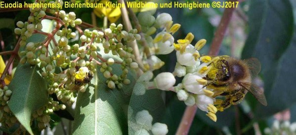 K640_Euodia_mit_Biene_und_Wildbiene__2_