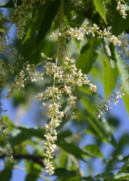 K640_Toona_sinensis__Gemuesebaum.jpg