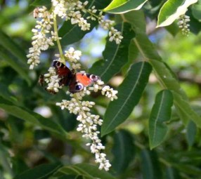 K640_Toona_sinensis_mit_Schmetterling_und_Honigbienen