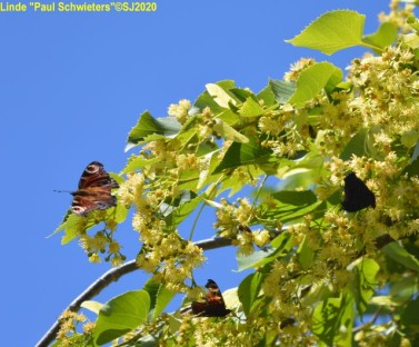 Tilia_Paul_Schwieters__mit_Falter_und_Bienen__Ausschnnitt.jpg